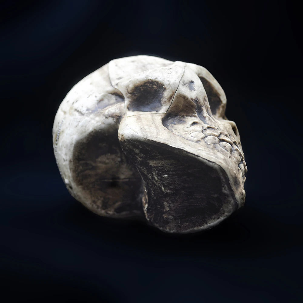 Halloween Decorative Skull