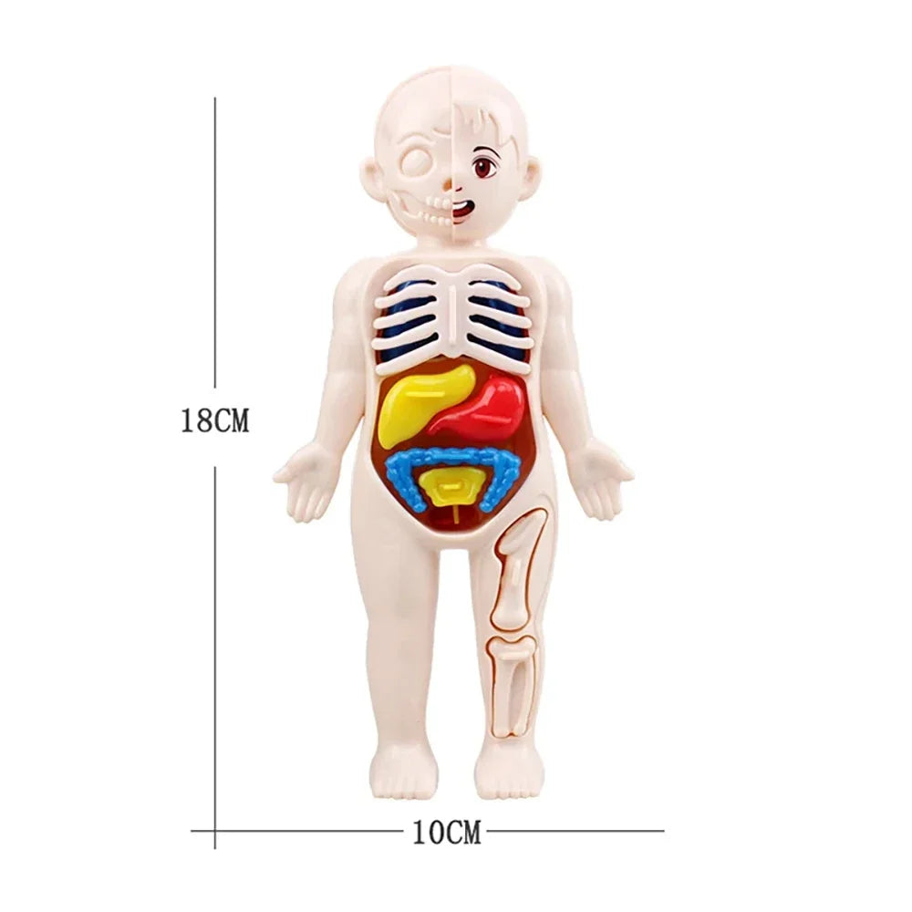 Children’s Body Anatomy Learning Toy