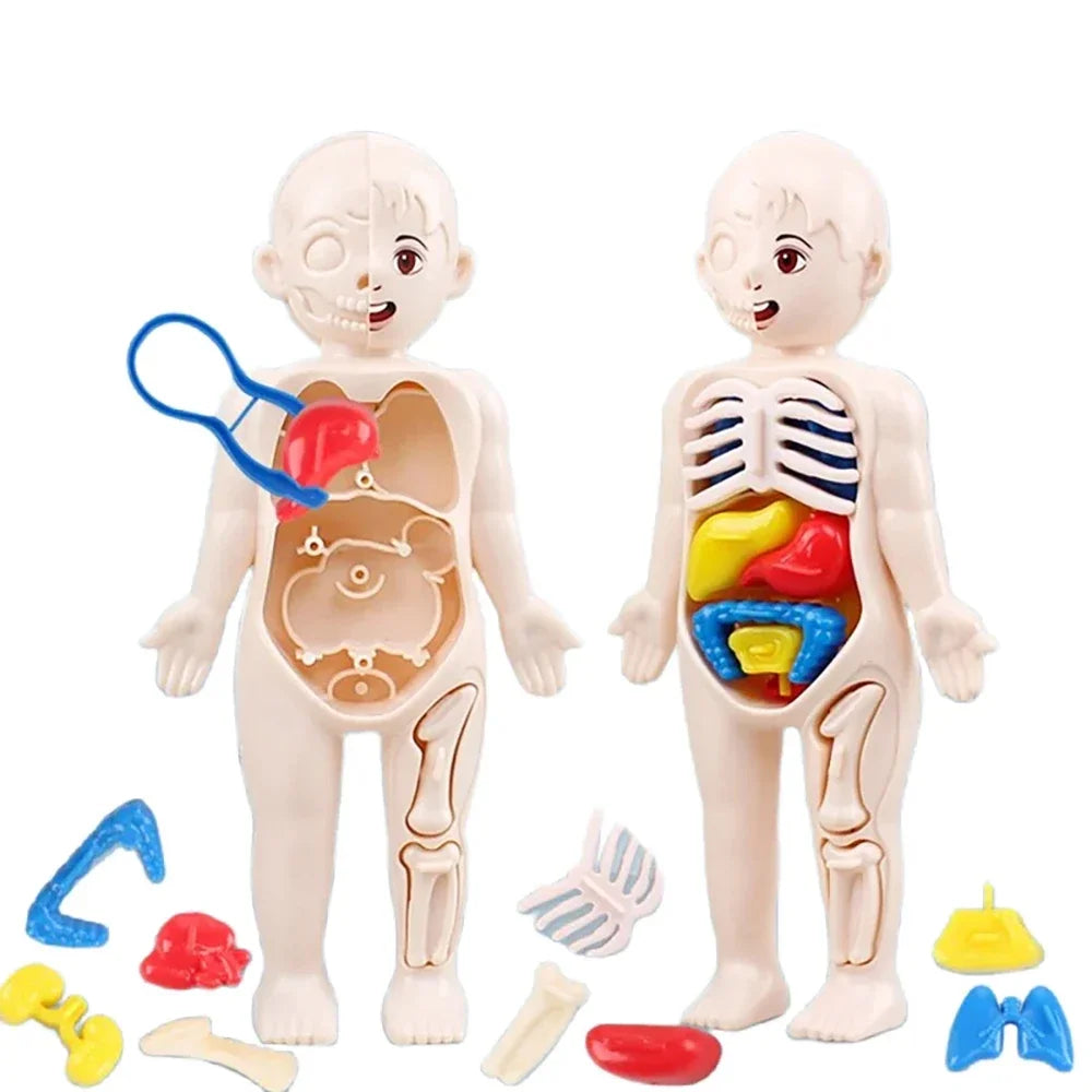 Children’s Body Anatomy Learning Toy