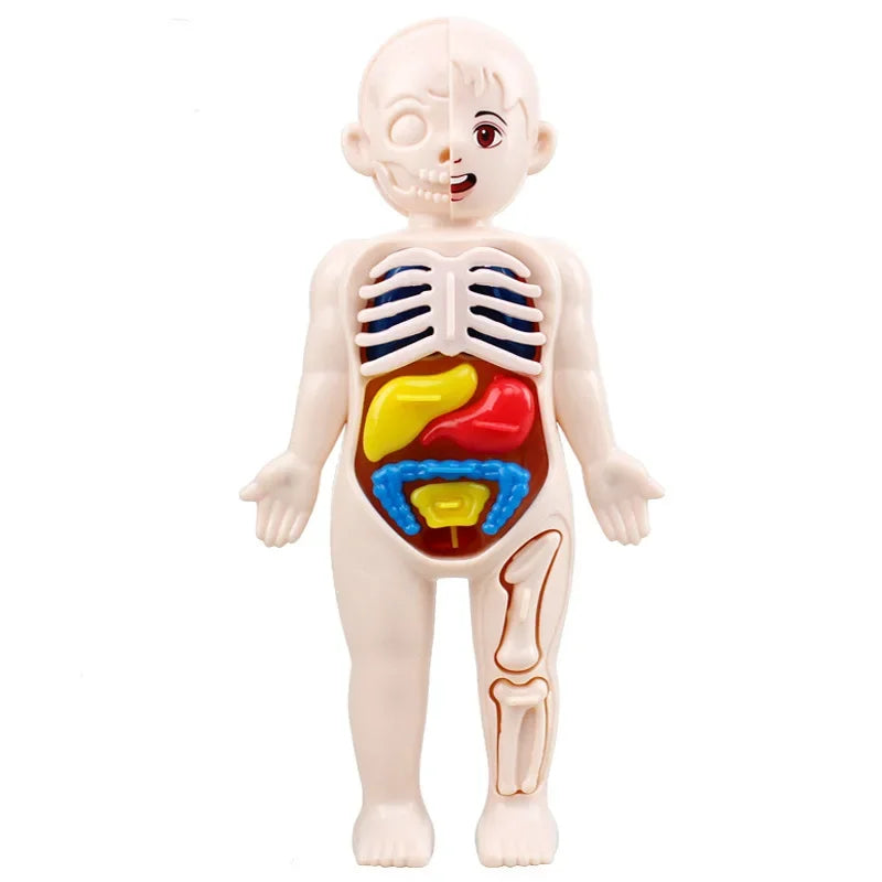 Children’s Body Anatomy Learning Toy