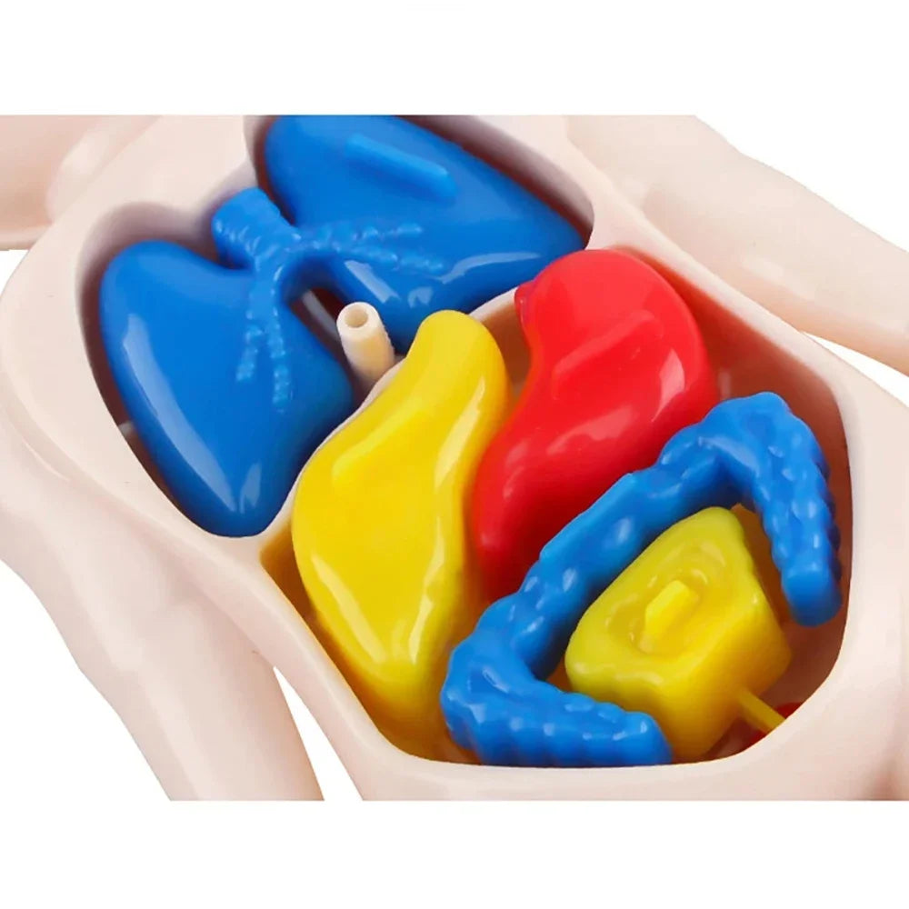 Children’s Body Anatomy Learning Toy