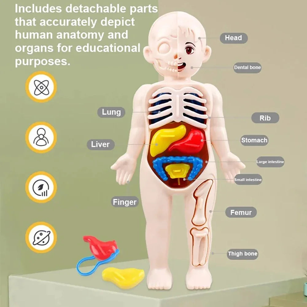 Children’s Body Anatomy Learning Toy