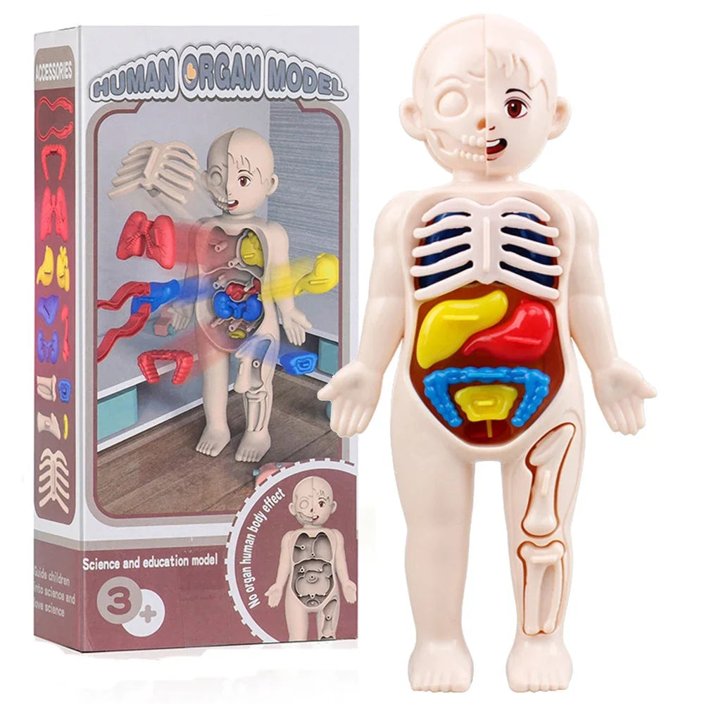 Children’s Body Anatomy Learning Toy